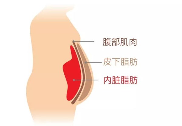 leyu.乐鱼体育为您讲解:内脏脂肪要怎么减